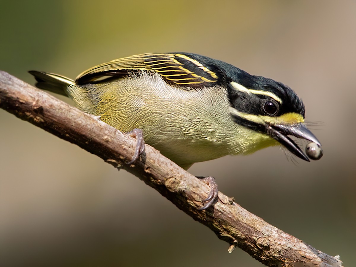 Yellow-throated Tinkerbird - Dubi Shapiro