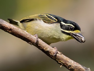  - Yellow-throated Tinkerbird