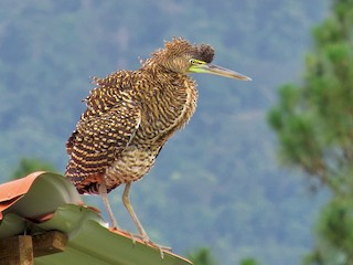 Молодая птица - Oliver  Komar - ML39593661