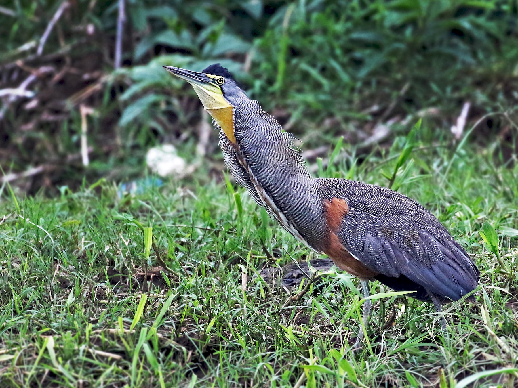 Bare-throated Tiger-Heron - Andrew Spencer