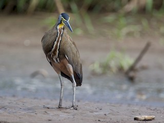 ハゲノドトラフサギ - eBird