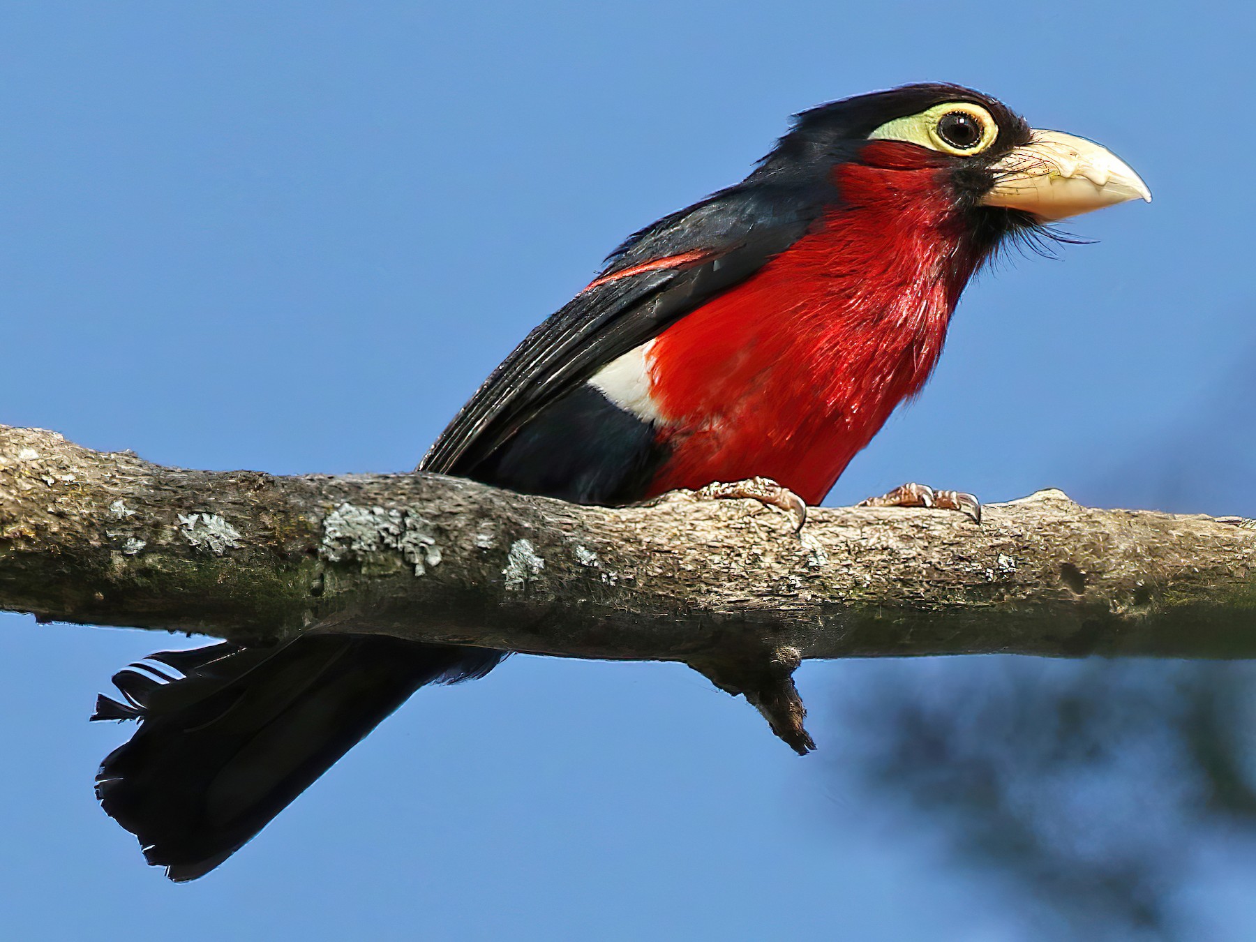Double-toothed Barbet - Andrew Spencer