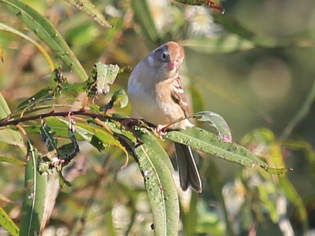 Field Sparrow - Jeff Graham