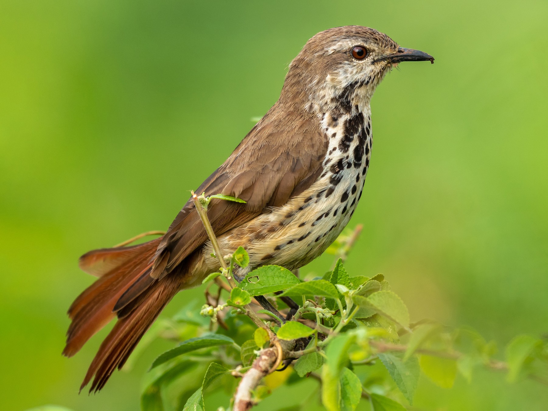 Spotted Morning-Thrush - Jean-Louis  Carlo