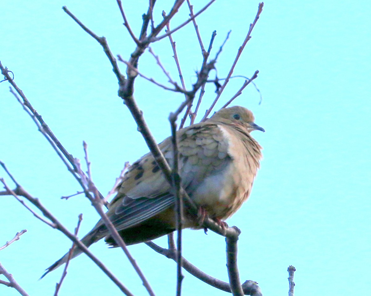 Mourning Dove - Mike Fung