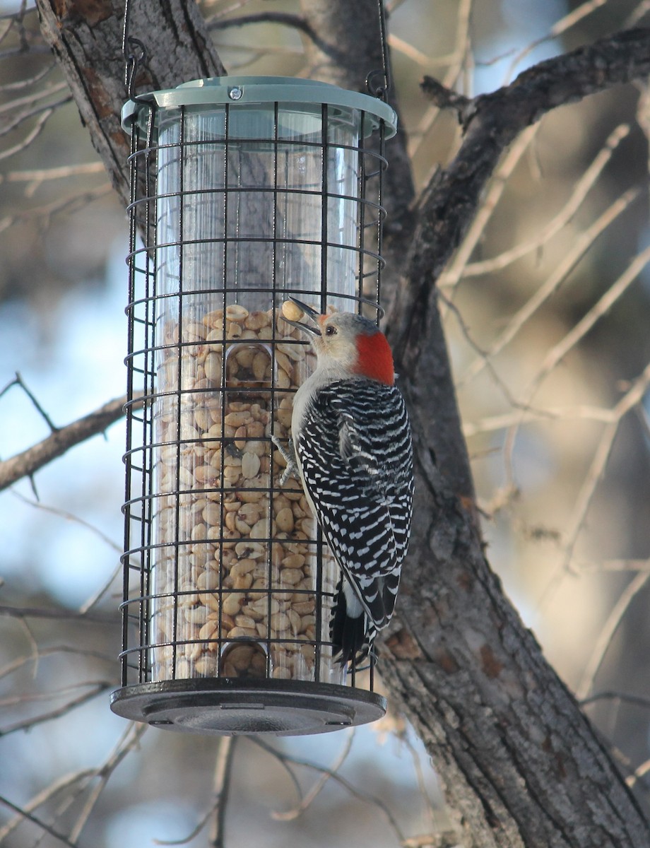 Red-bellied Woodpecker - liz cieszynski
