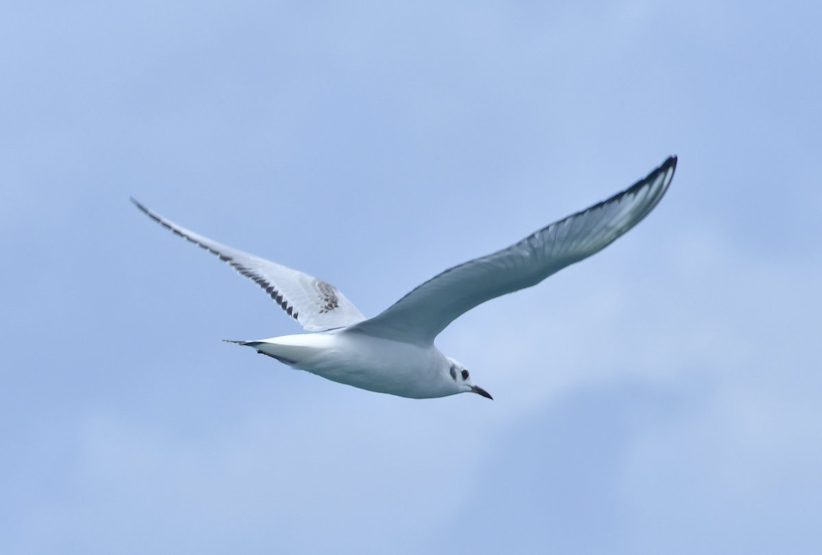 Bonaparte's Gull - Joel Amaya (BirdwatchingRoatan.com)