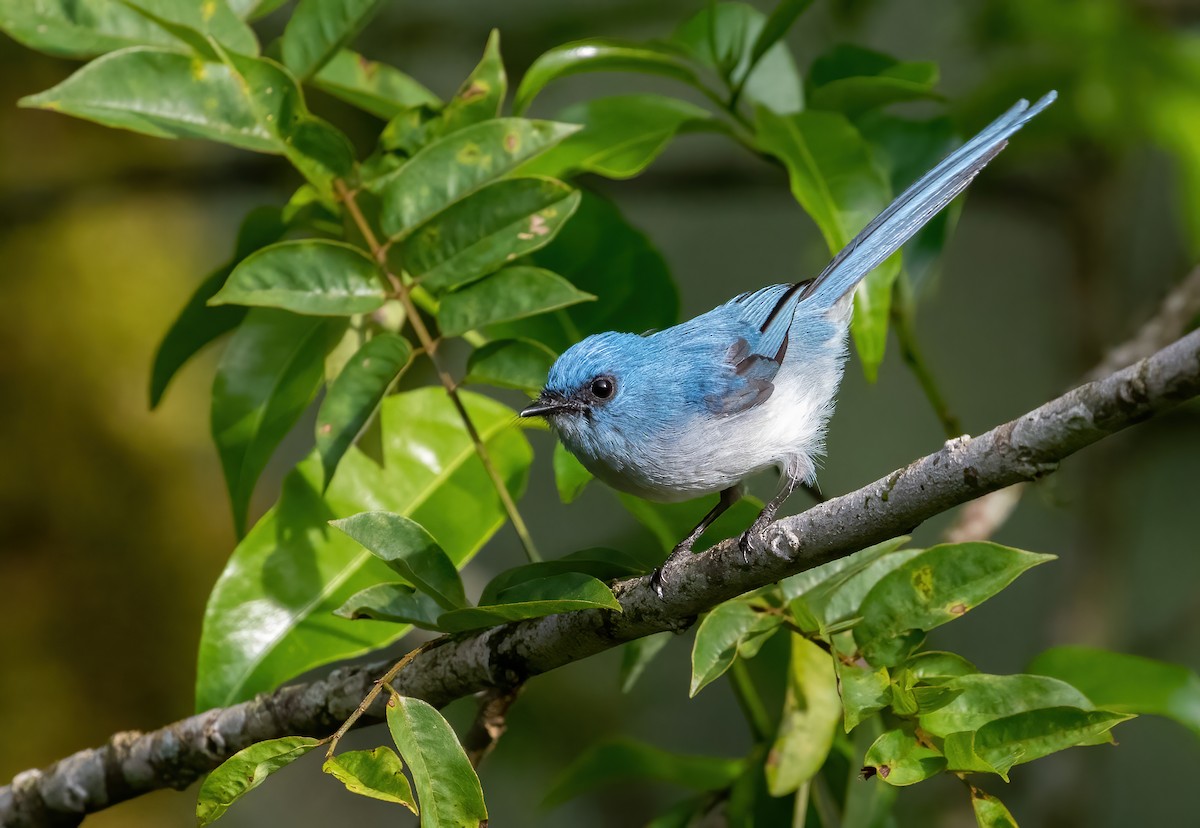 White-tailed Blue Flycatcher - ML395945391