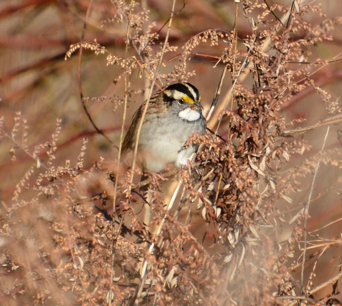 White-throated Sparrow - ML395946151