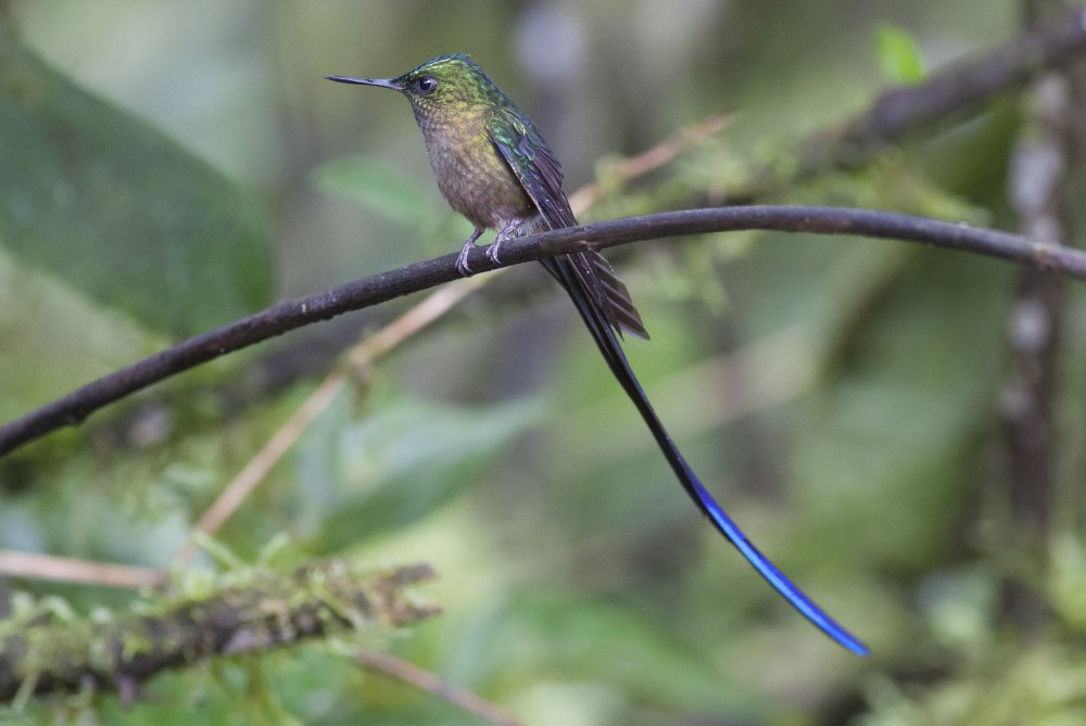 Violet-tailed Sylph - ML39594781