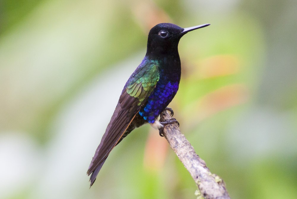 kolibřík hyacintový - ML39594841
