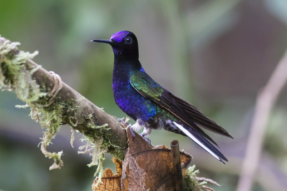 kolibřík hyacintový - ML39594861