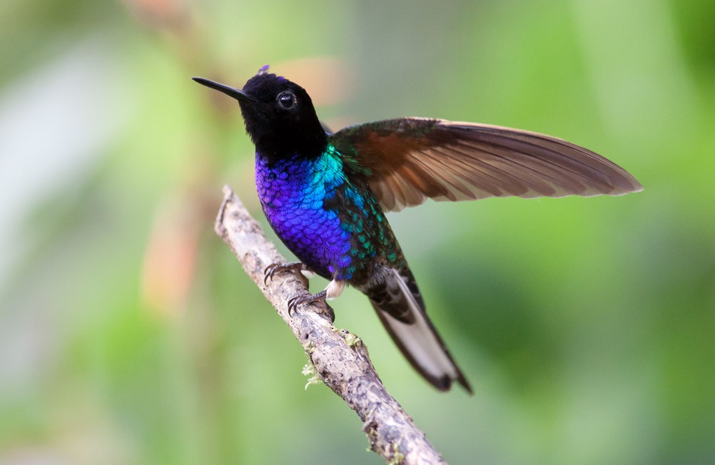 kolibřík hyacintový - ML39594871