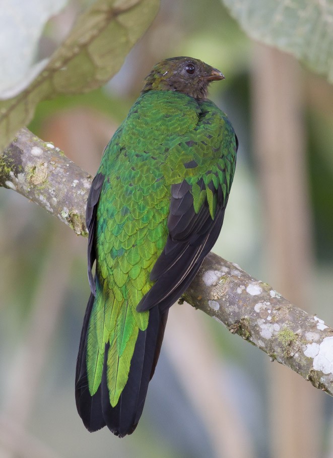 Quetzal Cabecidorado - ML39595021