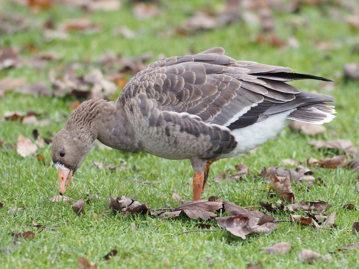 Greater White-fronted Goose - ML395952391