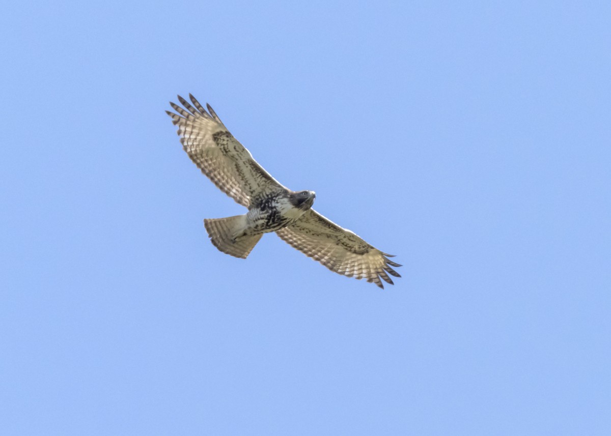 Red-tailed Hawk - Fran Meyerson