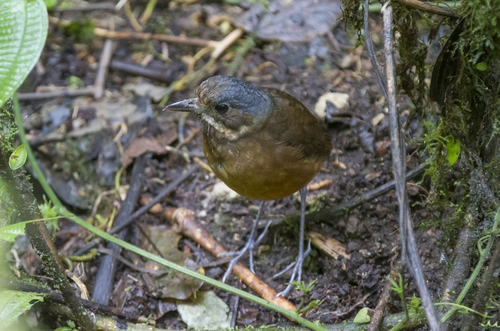 Moustached Antpitta - Michael Todd