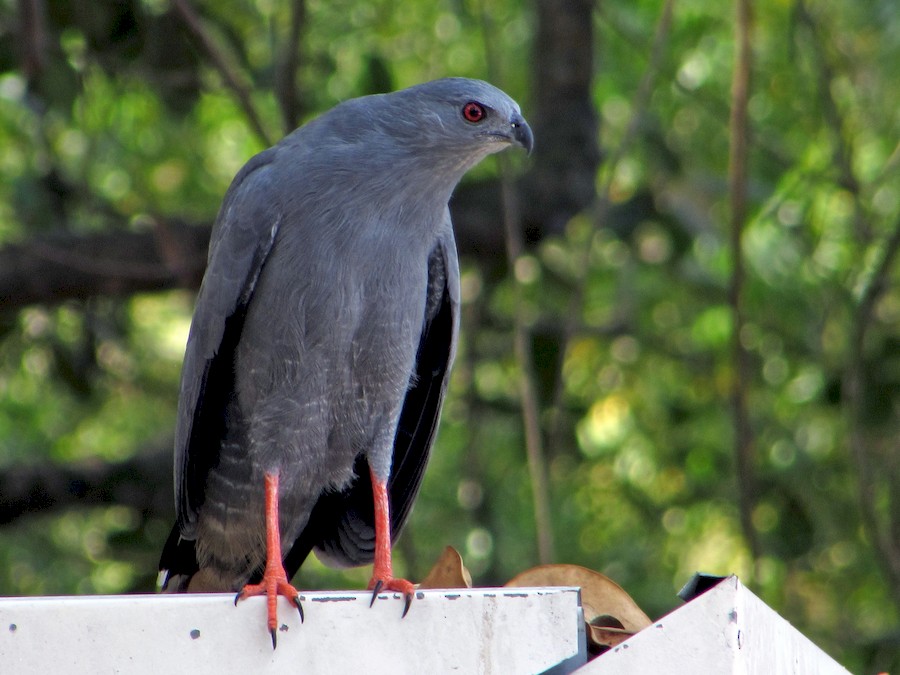 Gavilán Patas Largas - eBird Argentina