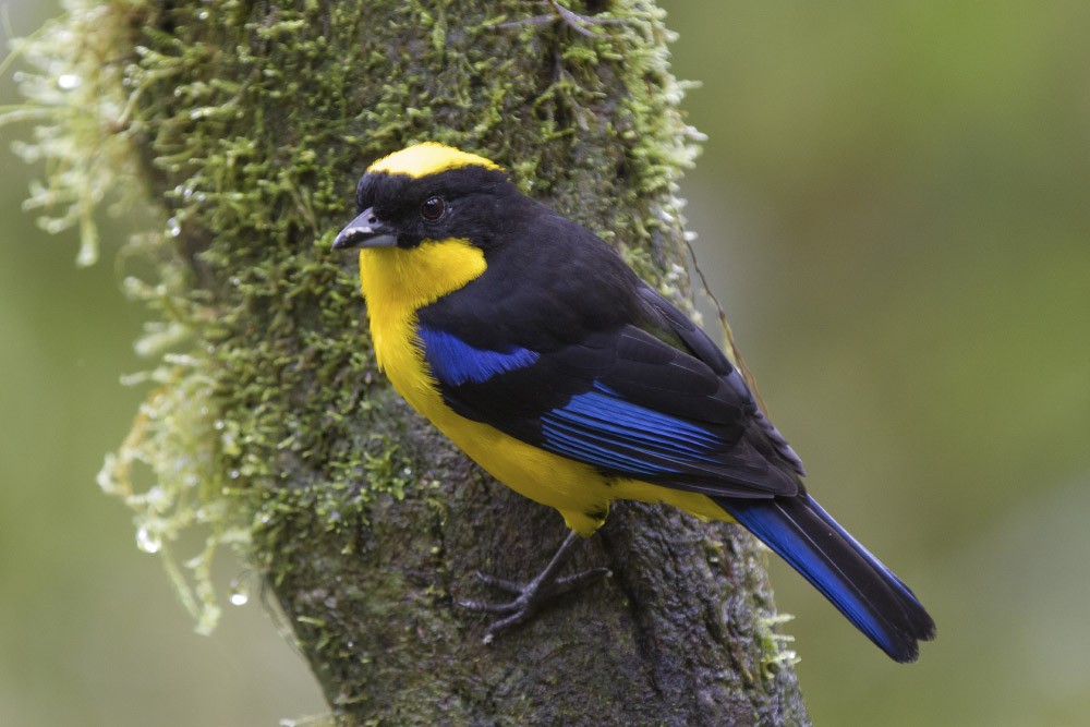 Blue-winged Mountain Tanager - ML39595911