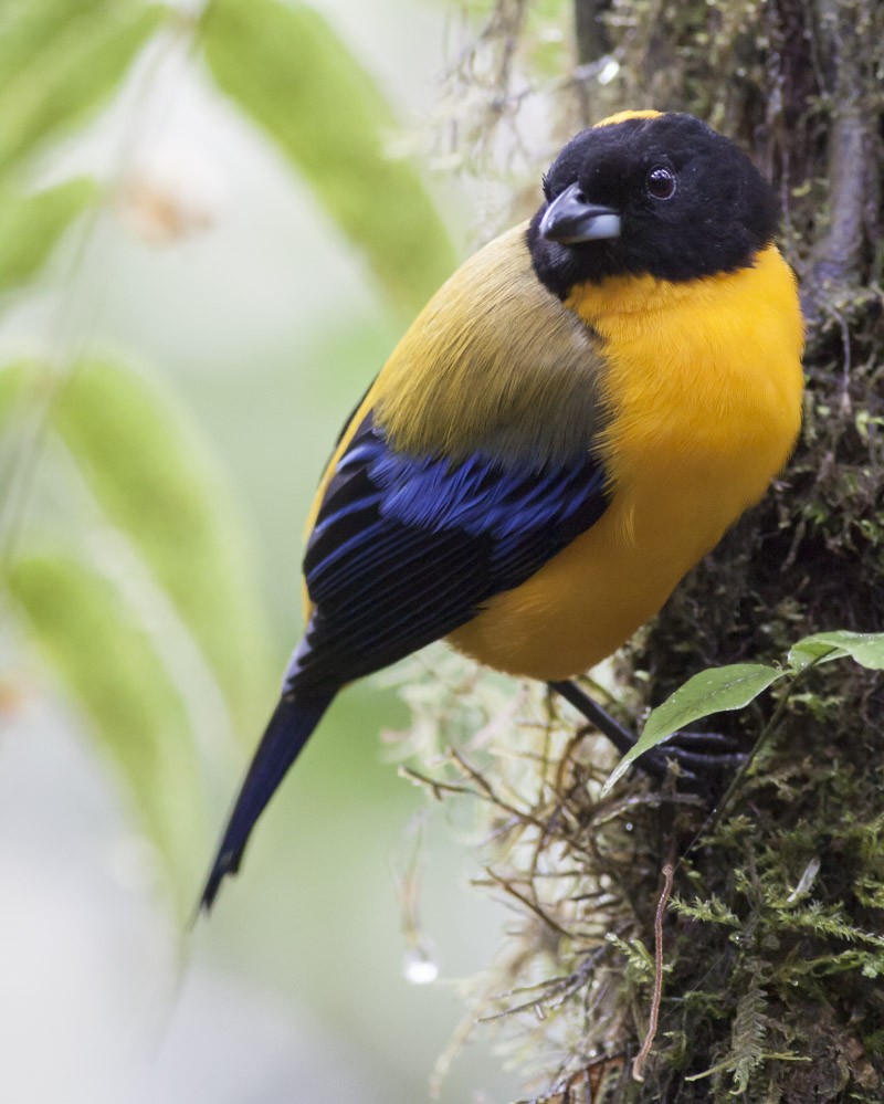 Black-chinned Mountain Tanager - Michael Todd