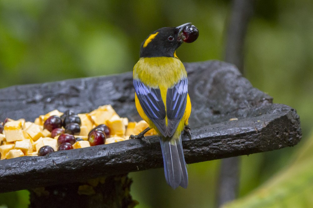 Black-chinned Mountain Tanager - ML39595941