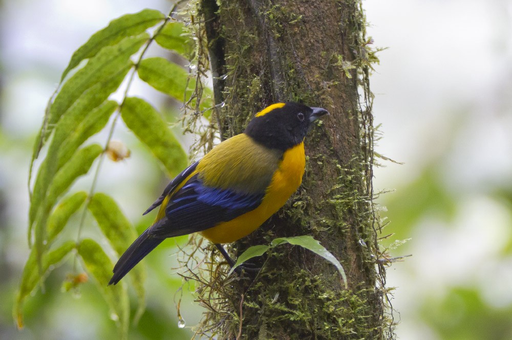 Black-chinned Mountain Tanager - ML39595951