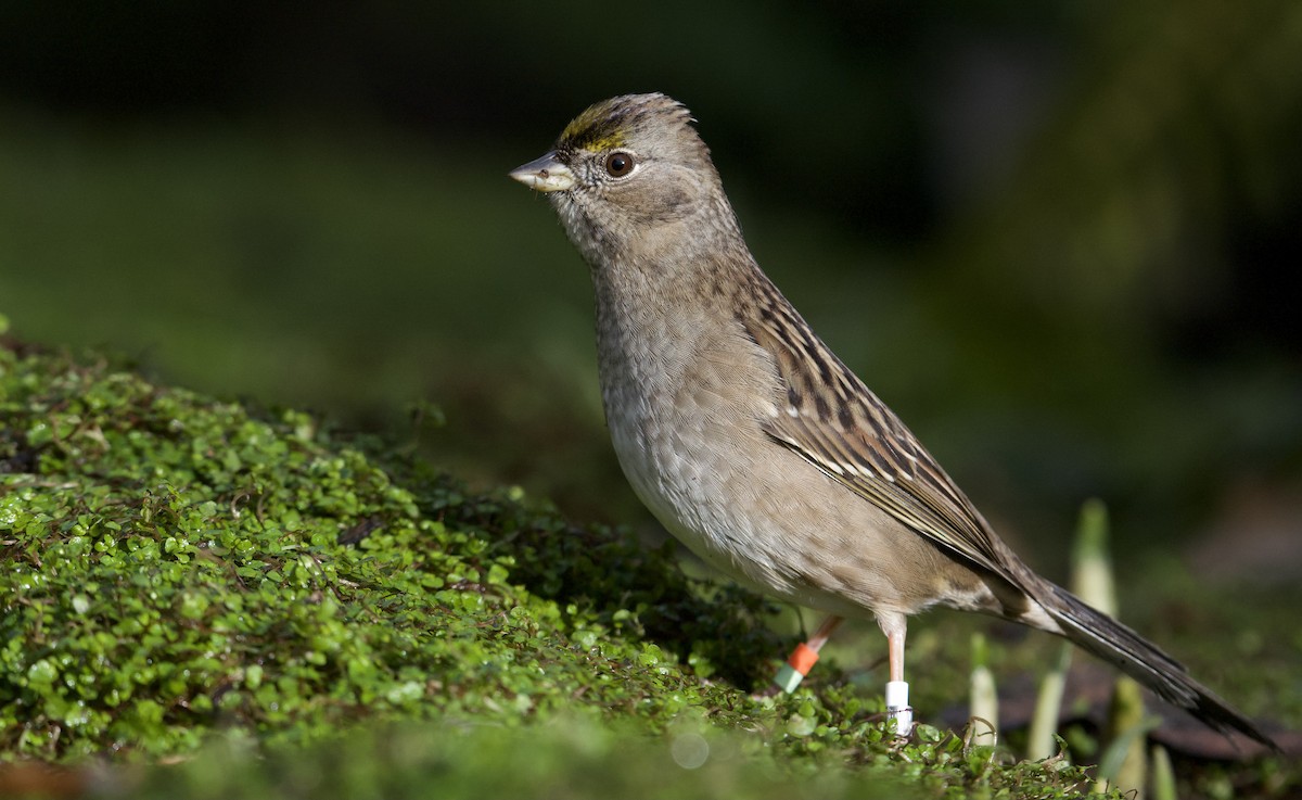 Golden-crowned Sparrow - ML395965511