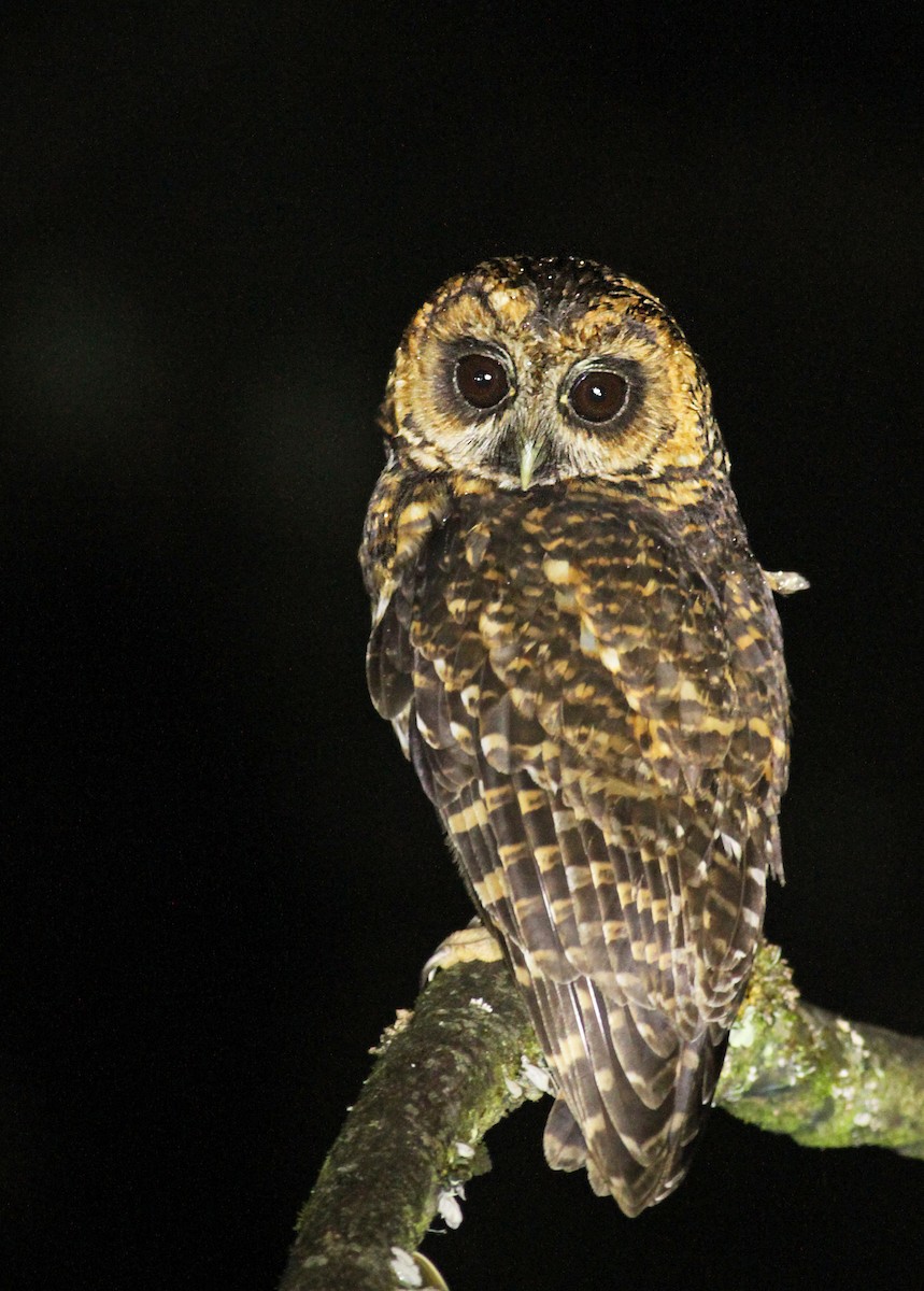 Rufous-banded Owl - ML39596901