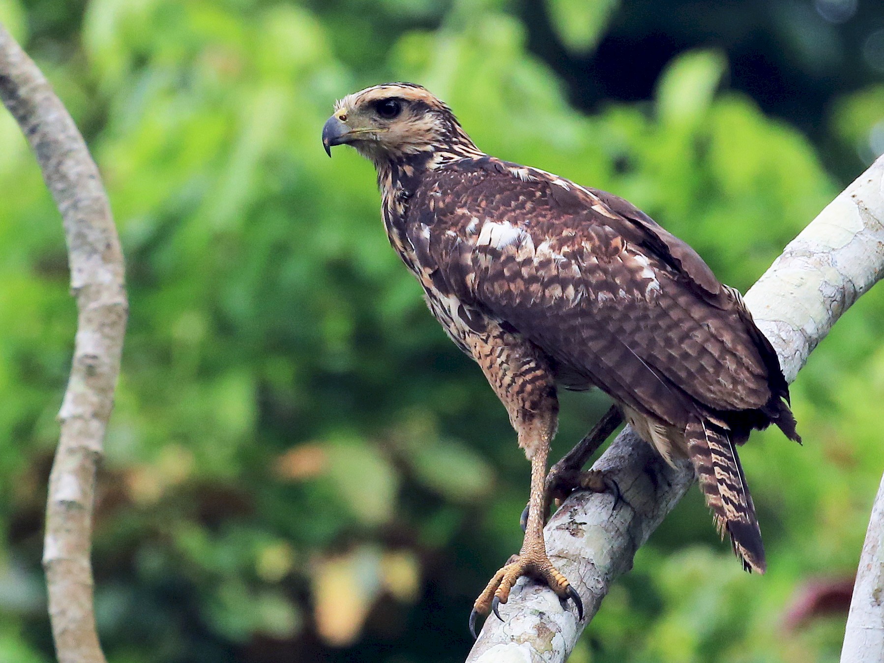 great-black-hawk-ebird