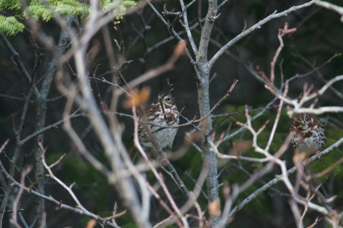 Fox Sparrow - Paul Gould