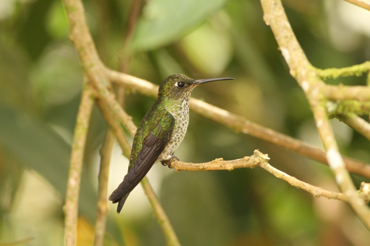 Many-spotted Hummingbird - ML39597271