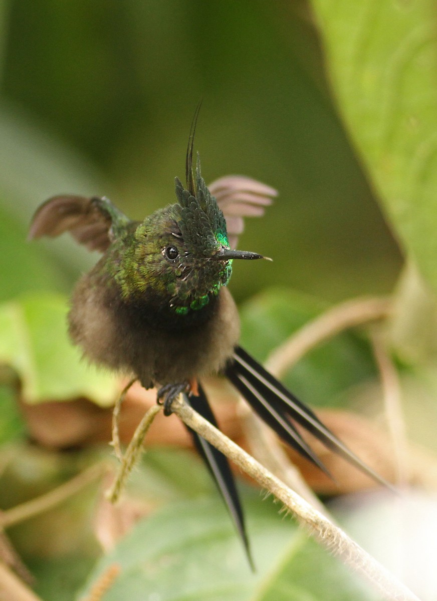 kolibřík ostrochocholatý - ML39597301