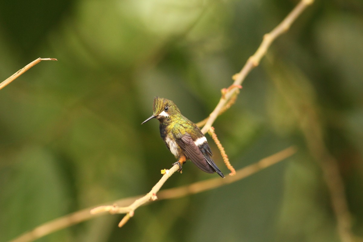 kolibřík ostrochocholatý - ML39597311