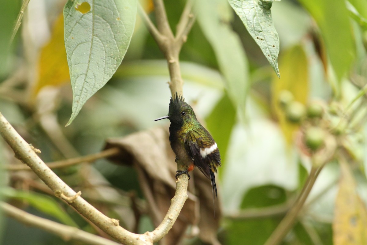 kolibřík ostrochocholatý - ML39597321