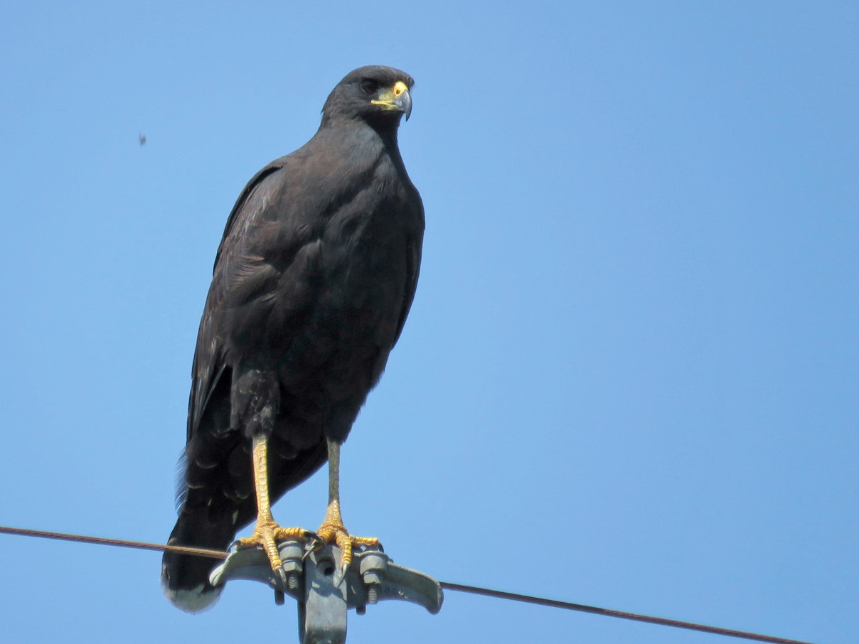 Great Black Hawk — Tropical Audubon Society