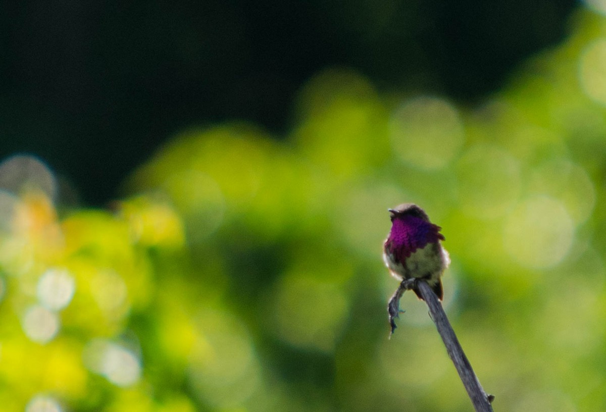 Wine-throated Hummingbird - Guillermo Funes