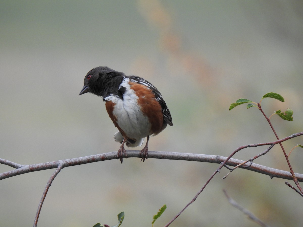 Spotted Towhee - ML395978031
