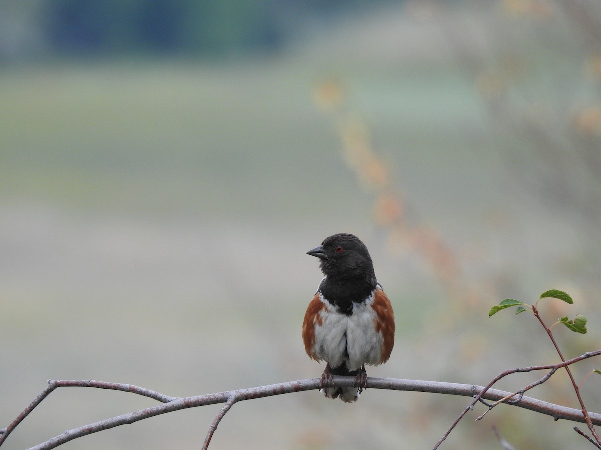 Spotted Towhee - ML395978041