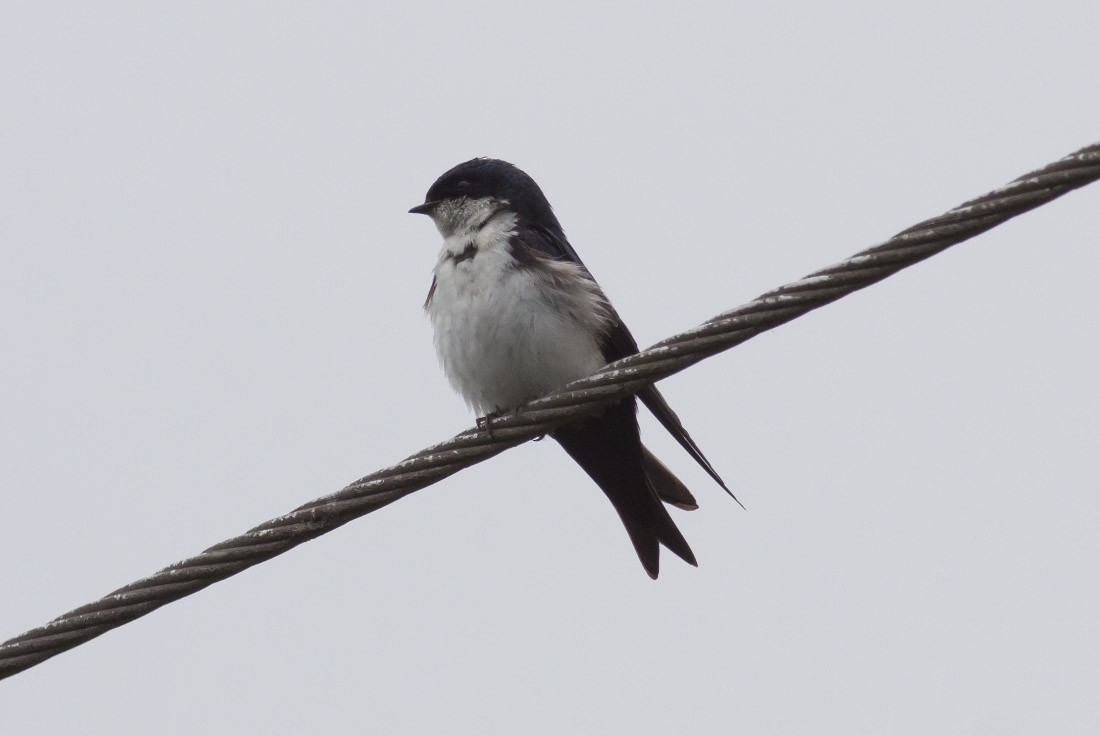 Blue-and-white Swallow - ML39597921