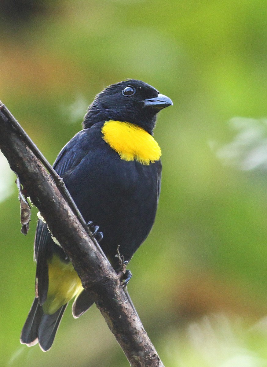 Golden-chested Tanager - ML39598131