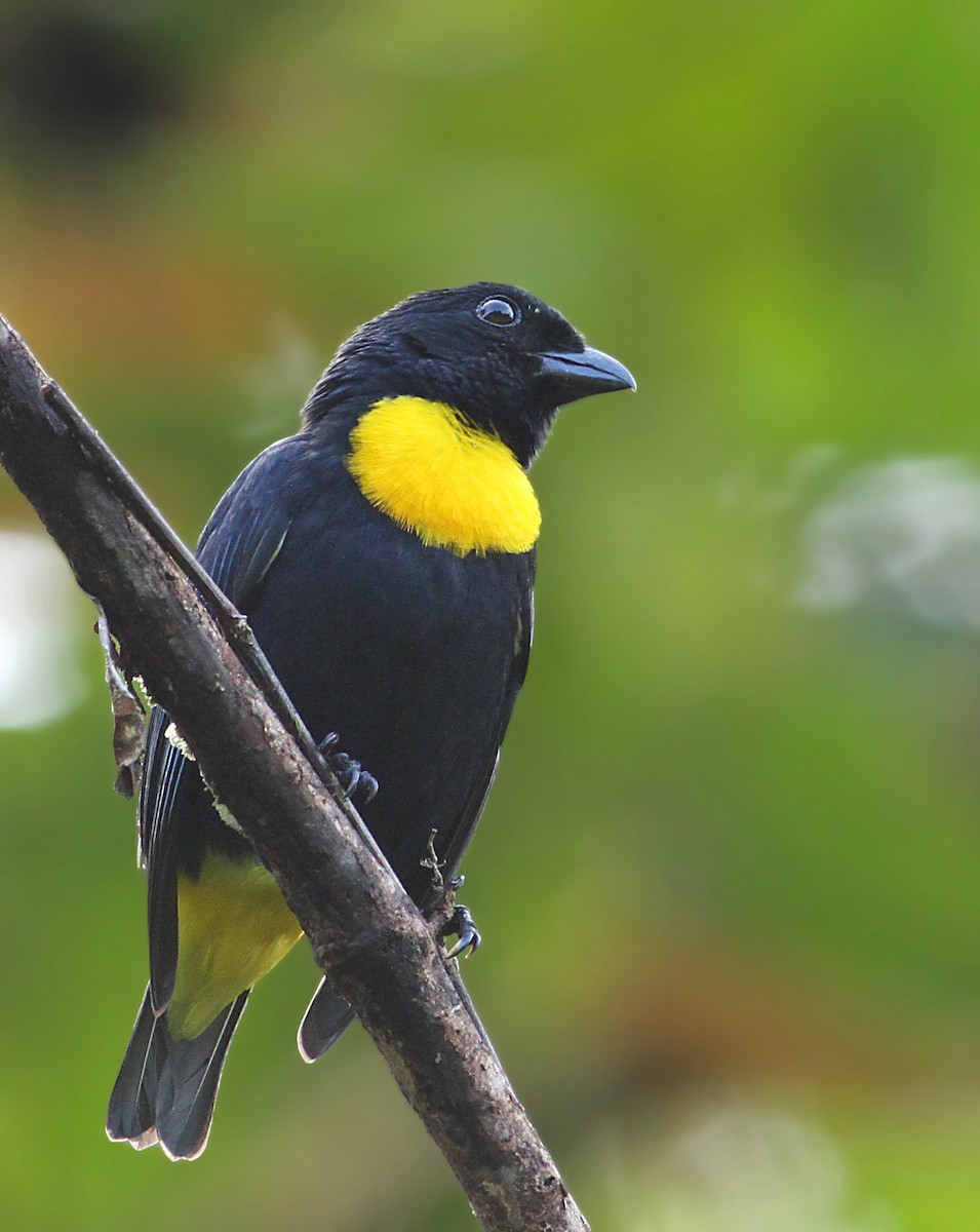 Golden-chested Tanager - ML39598151