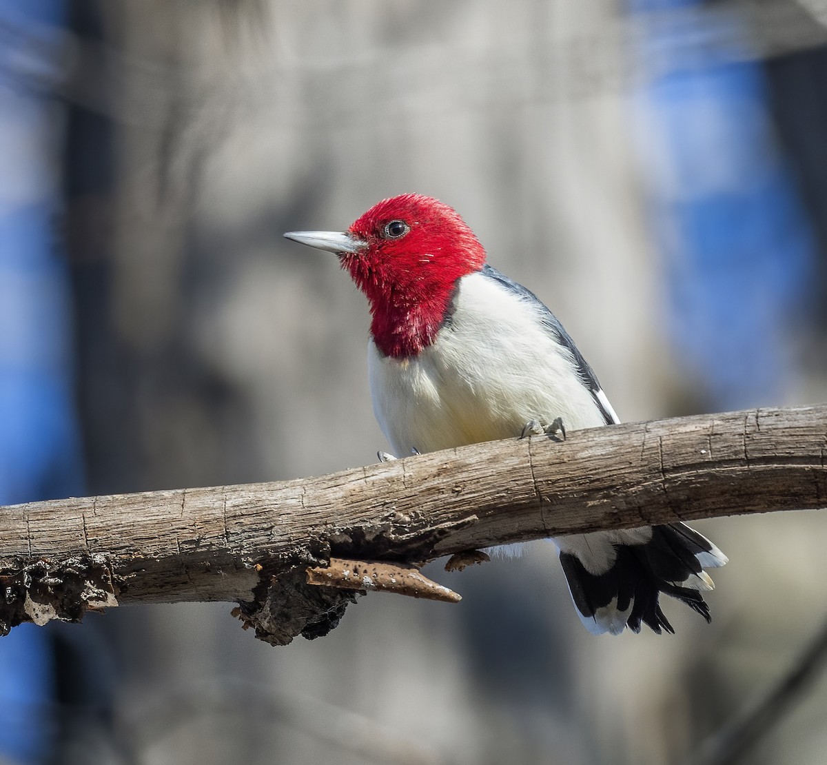 Red-headed Woodpecker - ML395982671