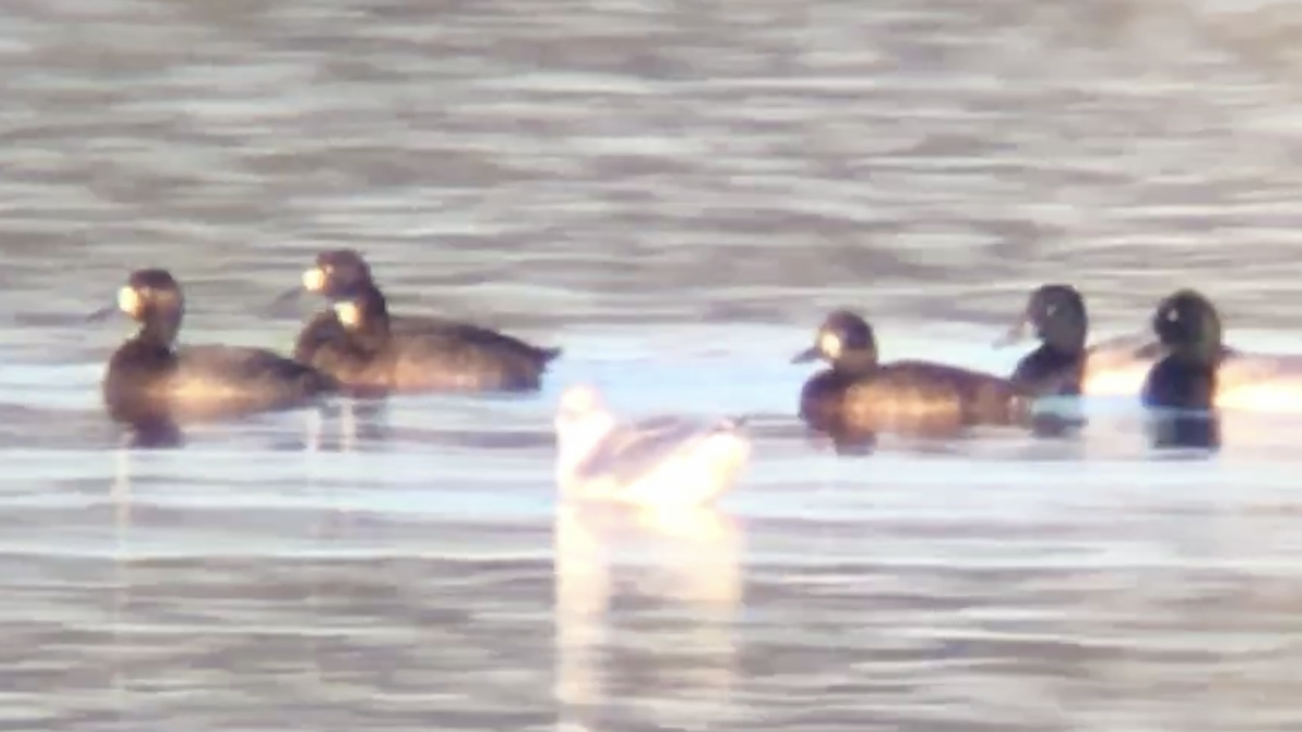 Greater Scaup - ML395986211