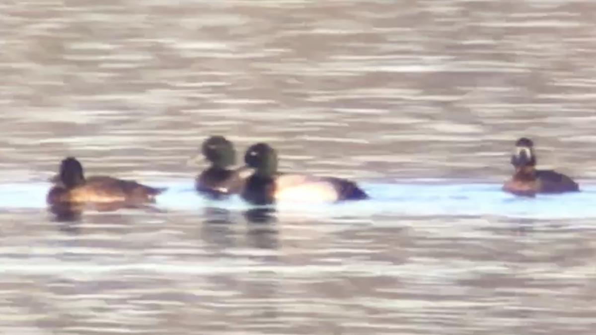 Greater Scaup - ML395986231