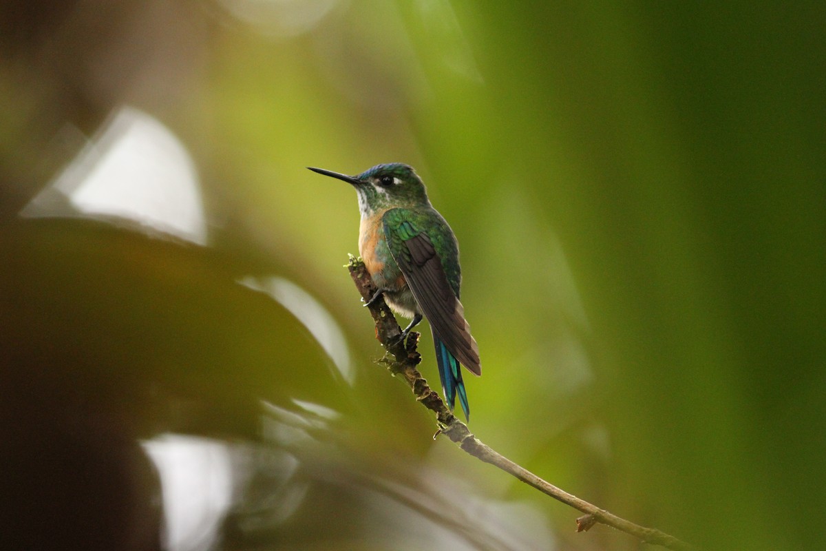 Long-tailed Sylph - ML39599051