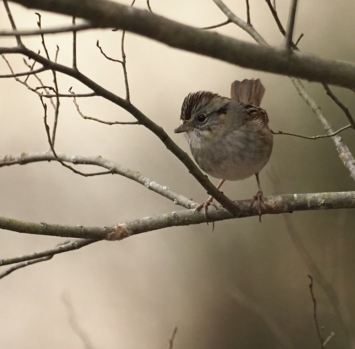 Swamp Sparrow - ML395991531