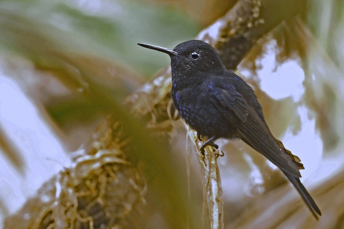 kolibřík královský - ML39599381