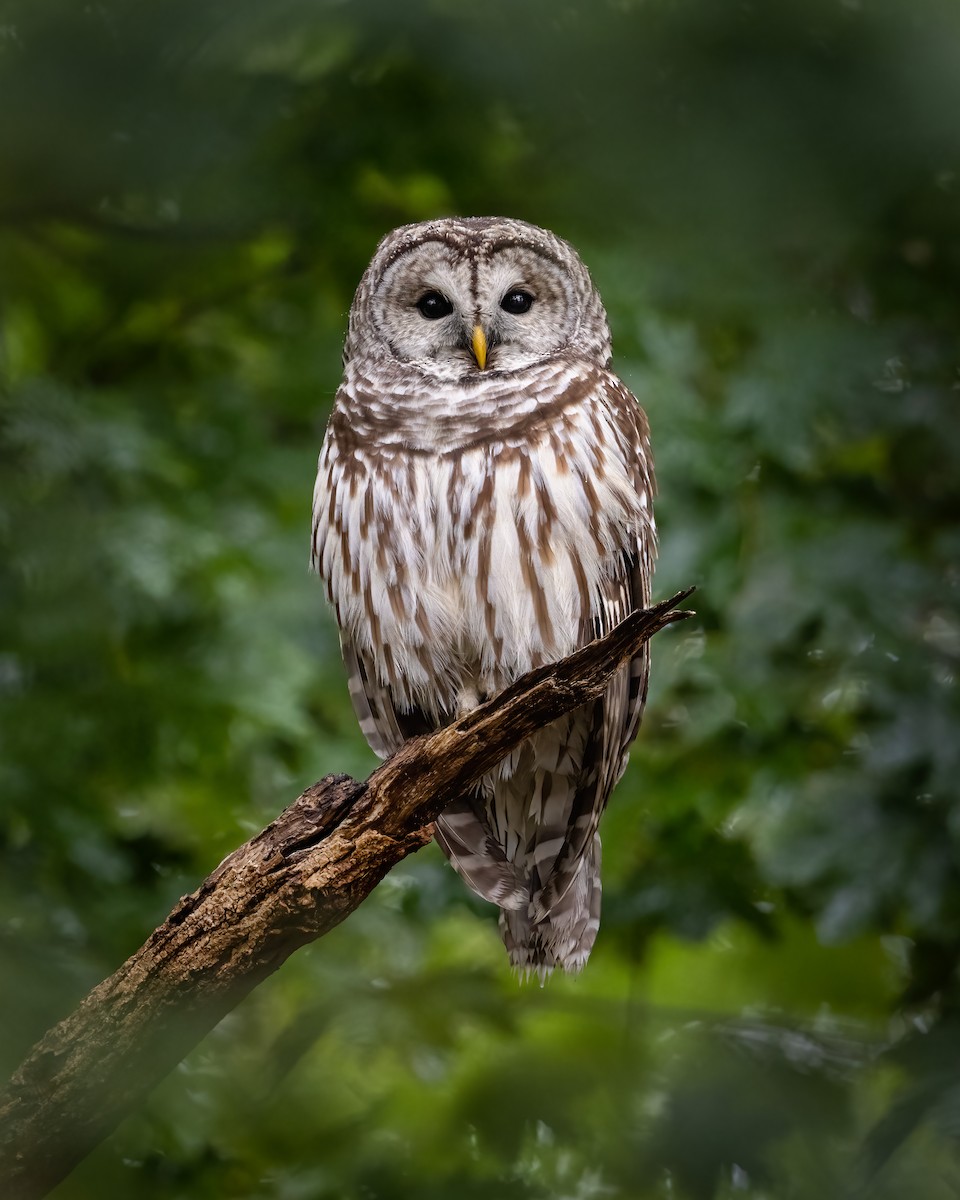 Barred Owl - ML395994801