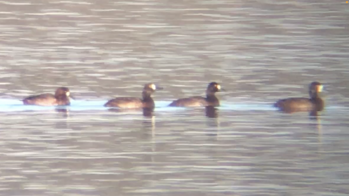 Greater Scaup - ML395995241