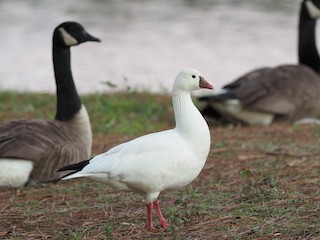 Ross's Goose, ML395996781